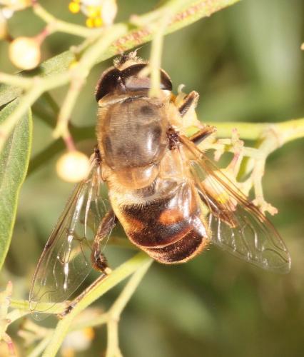 Eristalis tenax